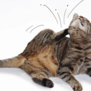 ノミ、ダニ対策はしっかりと